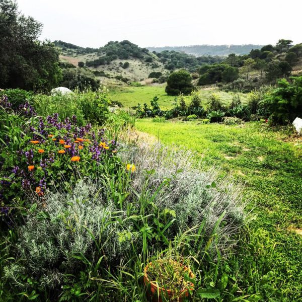 Jardim biodiverso com flores e ervas aromáticas ao lado de uma horta, revelando o cuidado com a regeneração da terra e a produção sustentável de alimentos.